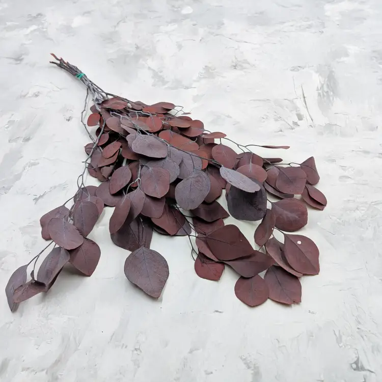 Eukaliptus Populus czerwony.png