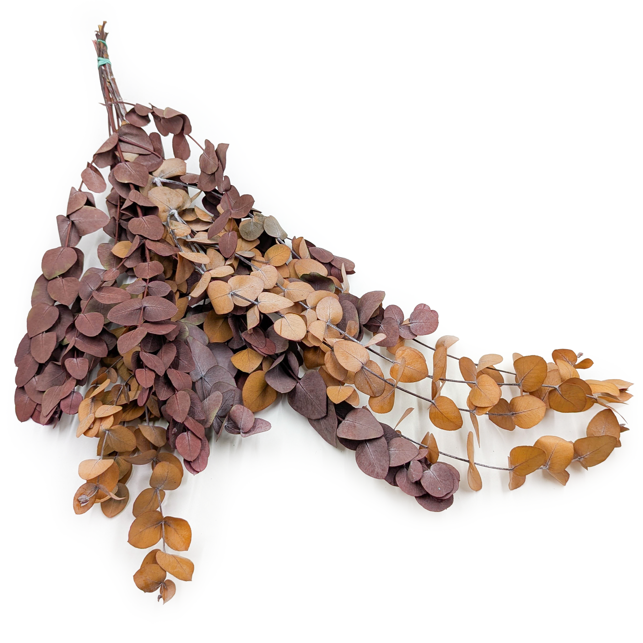 Eukaliptus Stabilizowany - Espiral - Jesienny Ciemny