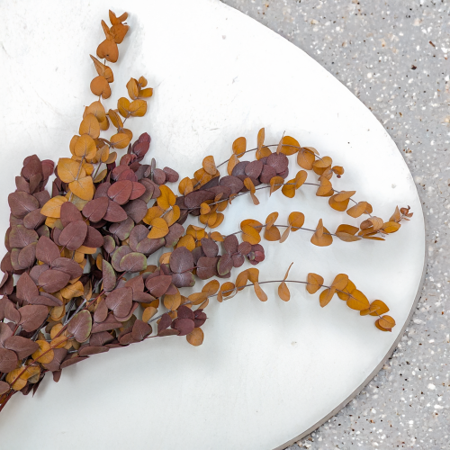 Eukaliptus Espiral jesienny ciemny 2.png