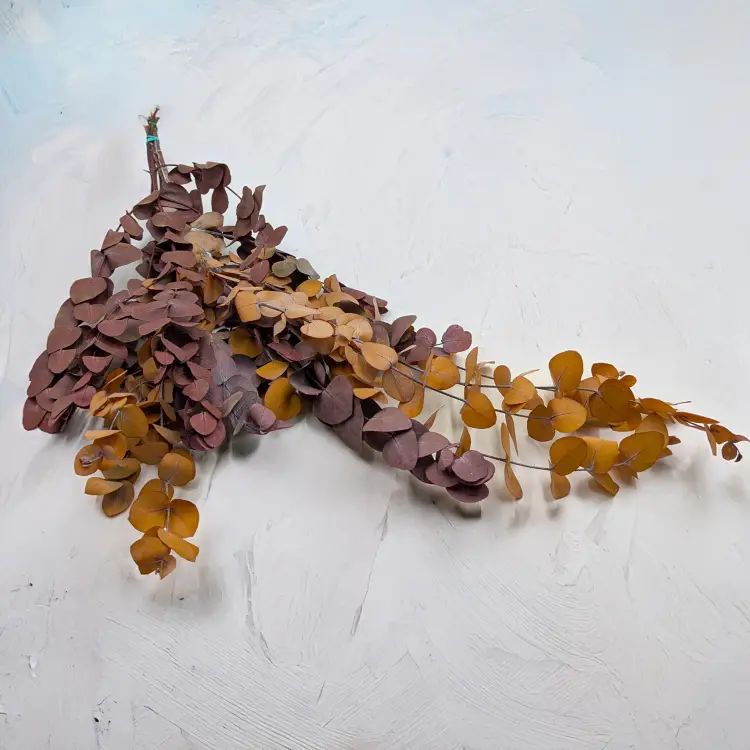 Eukaliptus Espiral jesienny ciemny.png