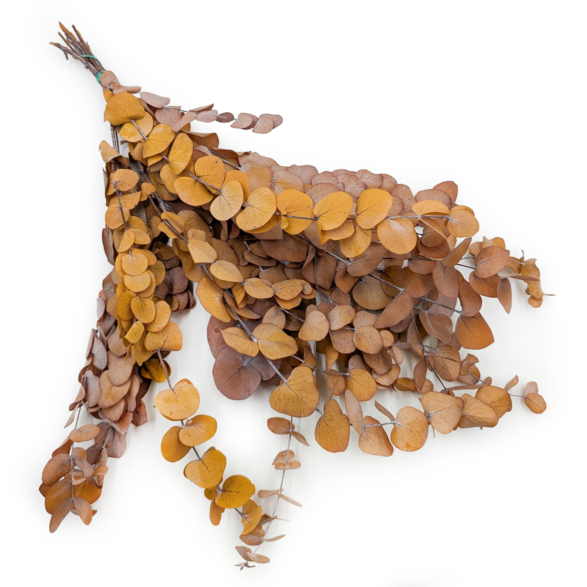 Eukaliptus Stabilizowany - Espiral - Jesienny Jasny