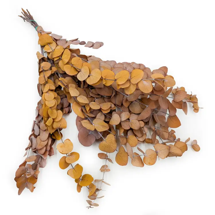 Espiral jasny jesienny.png