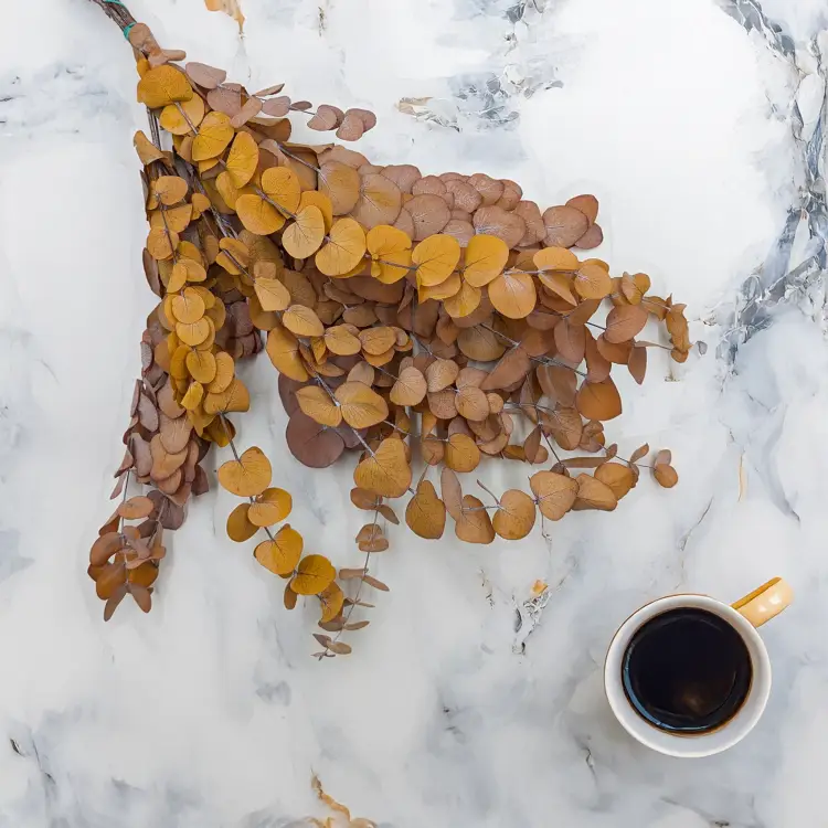 Eukaliptus Espiral jesienny jasny 1.png