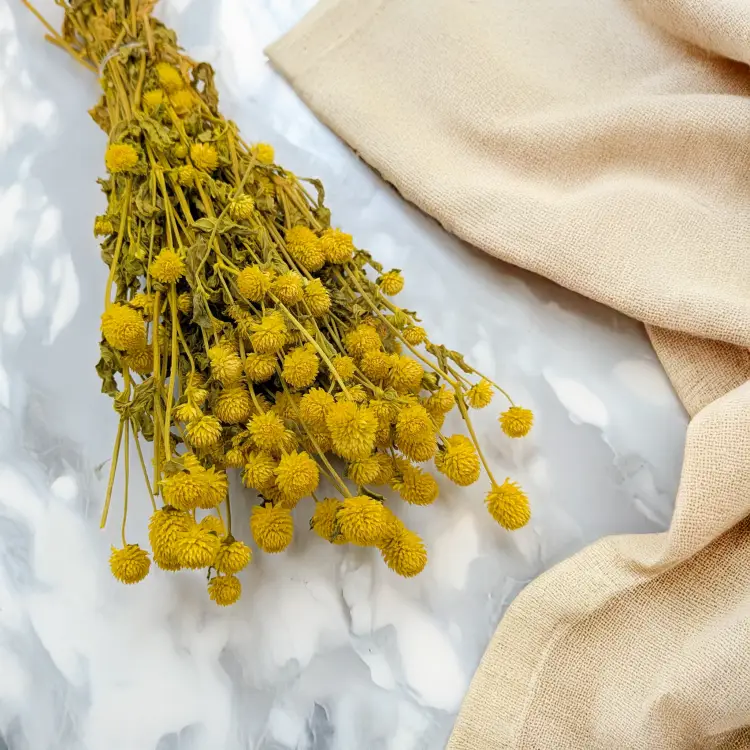 Gomphrena żółta 1.png