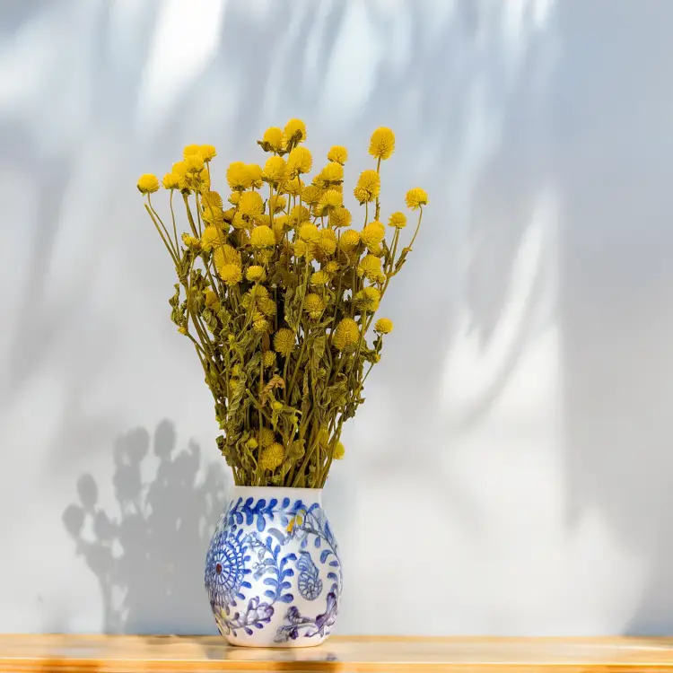 Gomphrena żółta 3.png