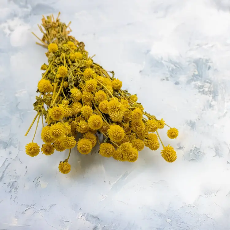 Gomphrena żółta.png