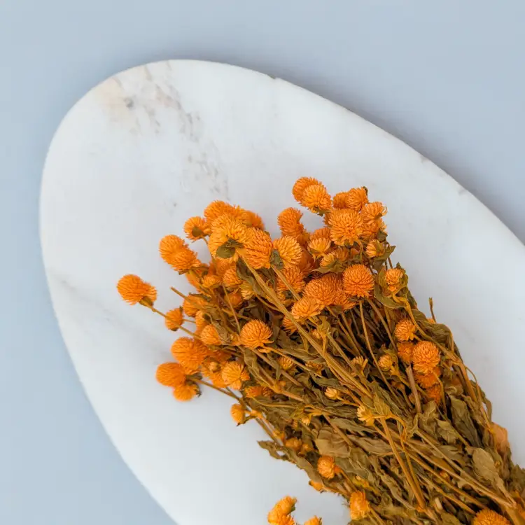 Gomphrena pomarańczowa 2.png