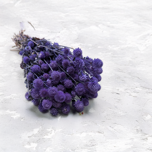 Gomphrena lawendowa.png