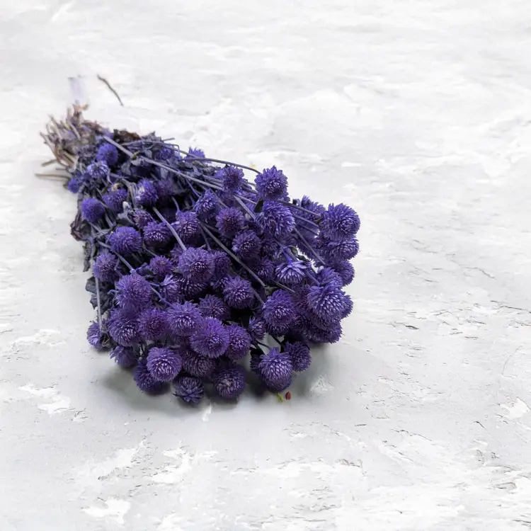 Gomphrena lawendowa.png