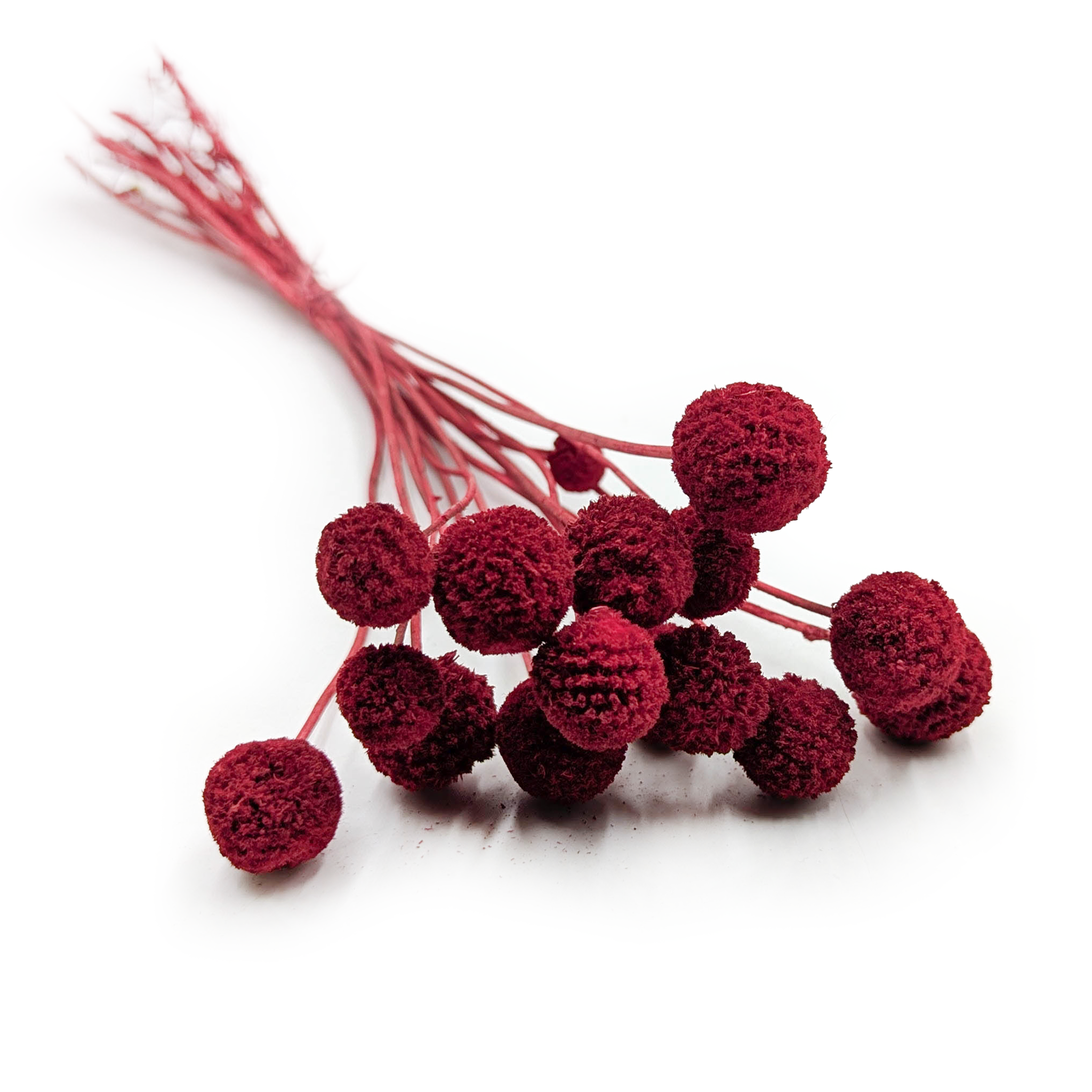 Kraspedia Suszona - (Craspedia Extra) - Czerwona - bukiet 15szt