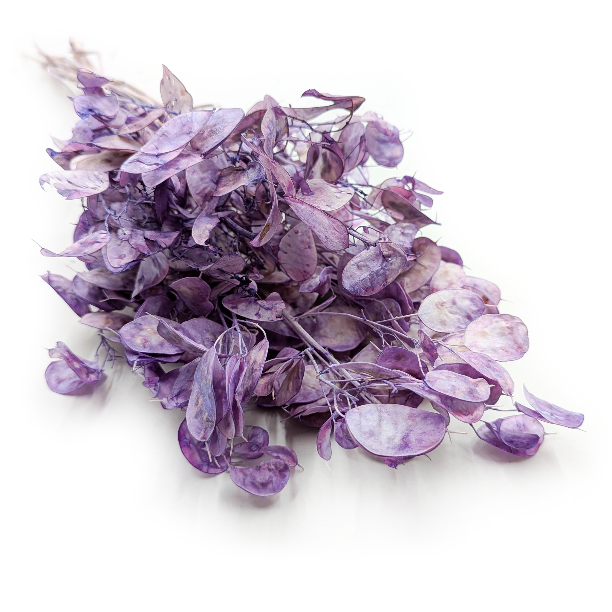 Miesięcznica - (Lunaria Suszona) - Lawendowa