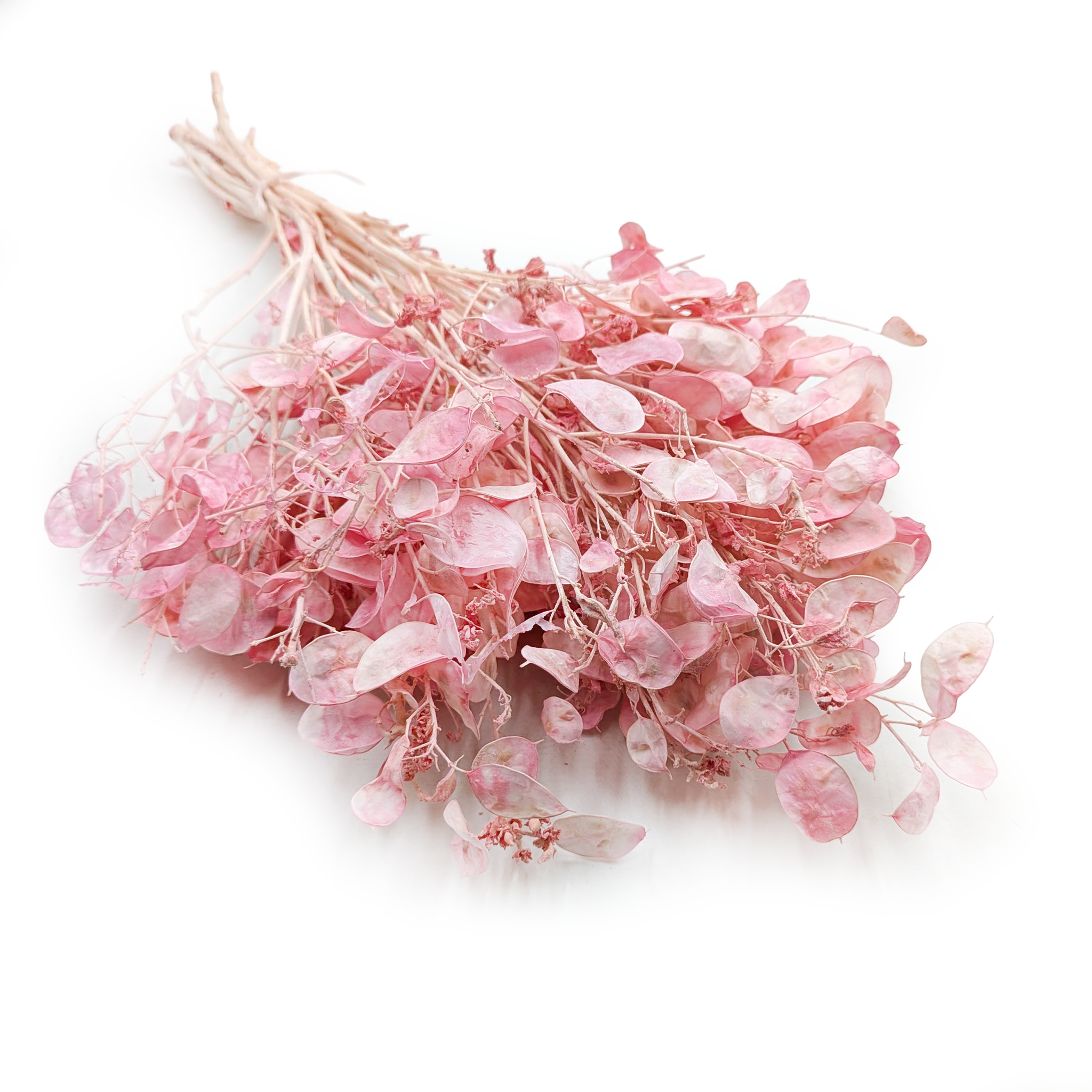 Miesięcznica - (Lunaria Suszona) - Różowa