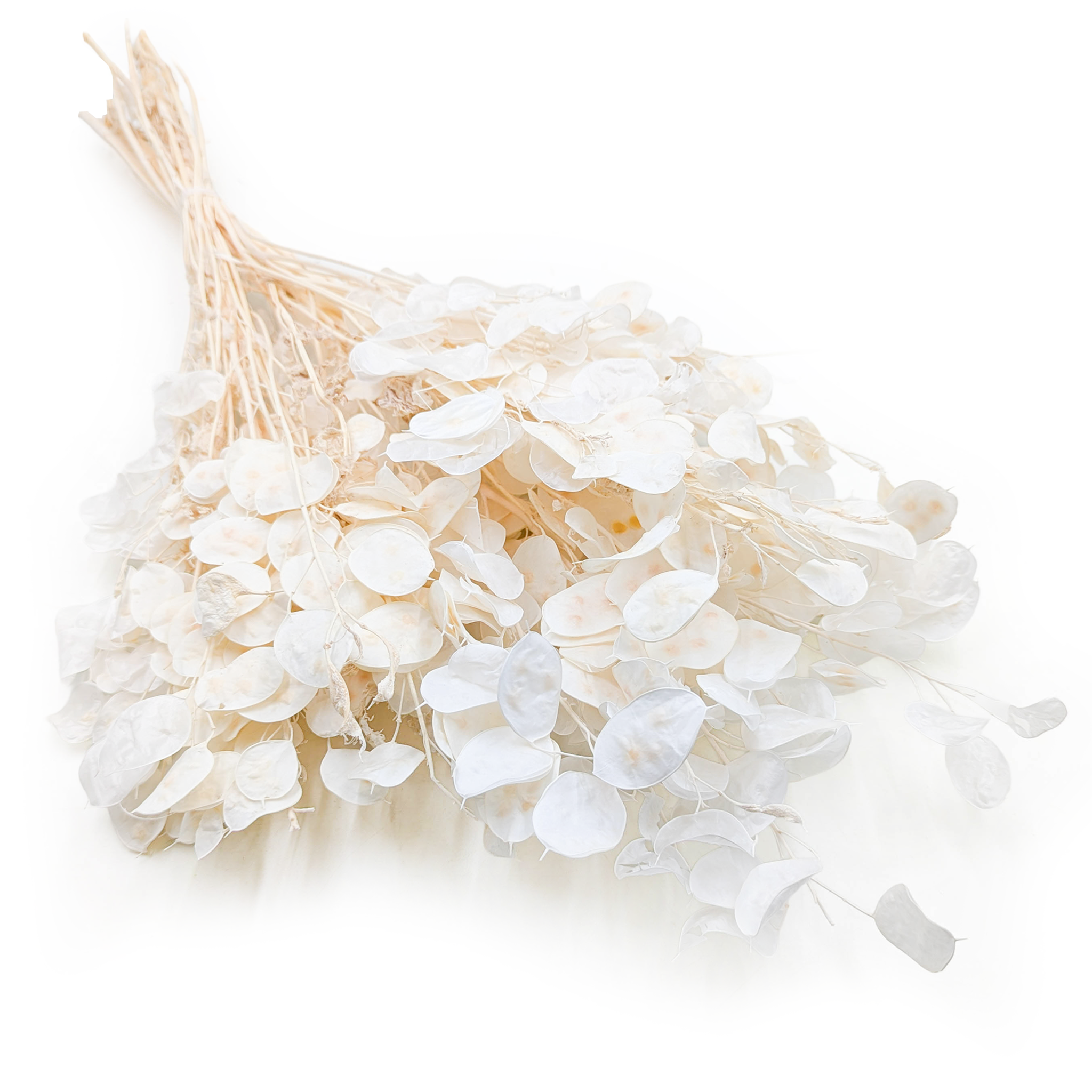 Miesięcznica - (Lunaria Suszona) - Bielona