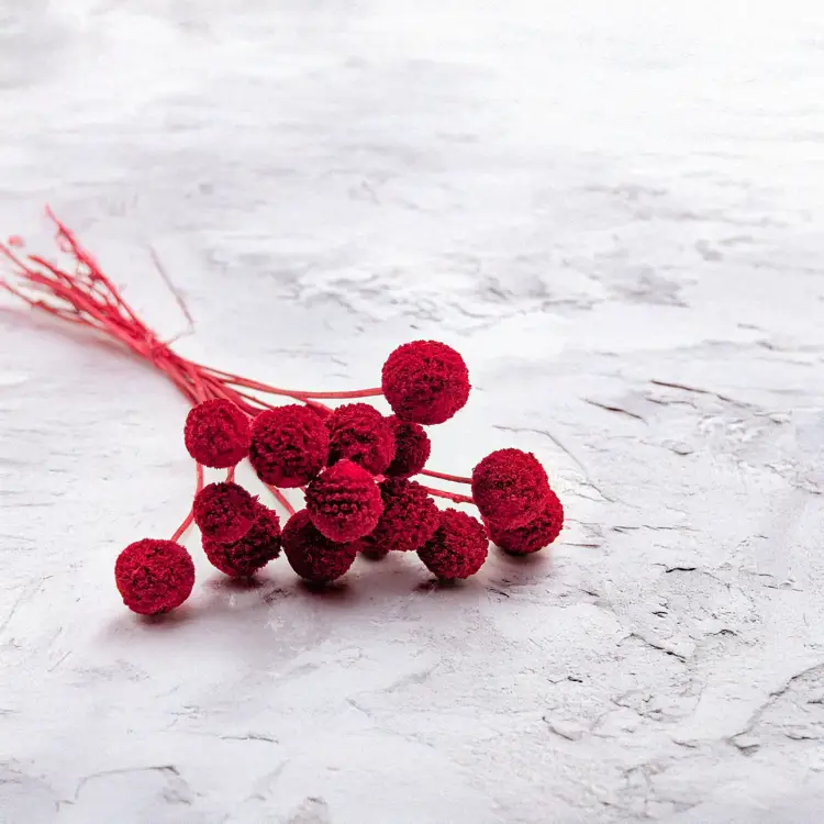 Craspedia czerwona.png