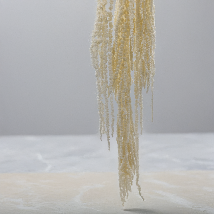 Szarłat biały 3.png