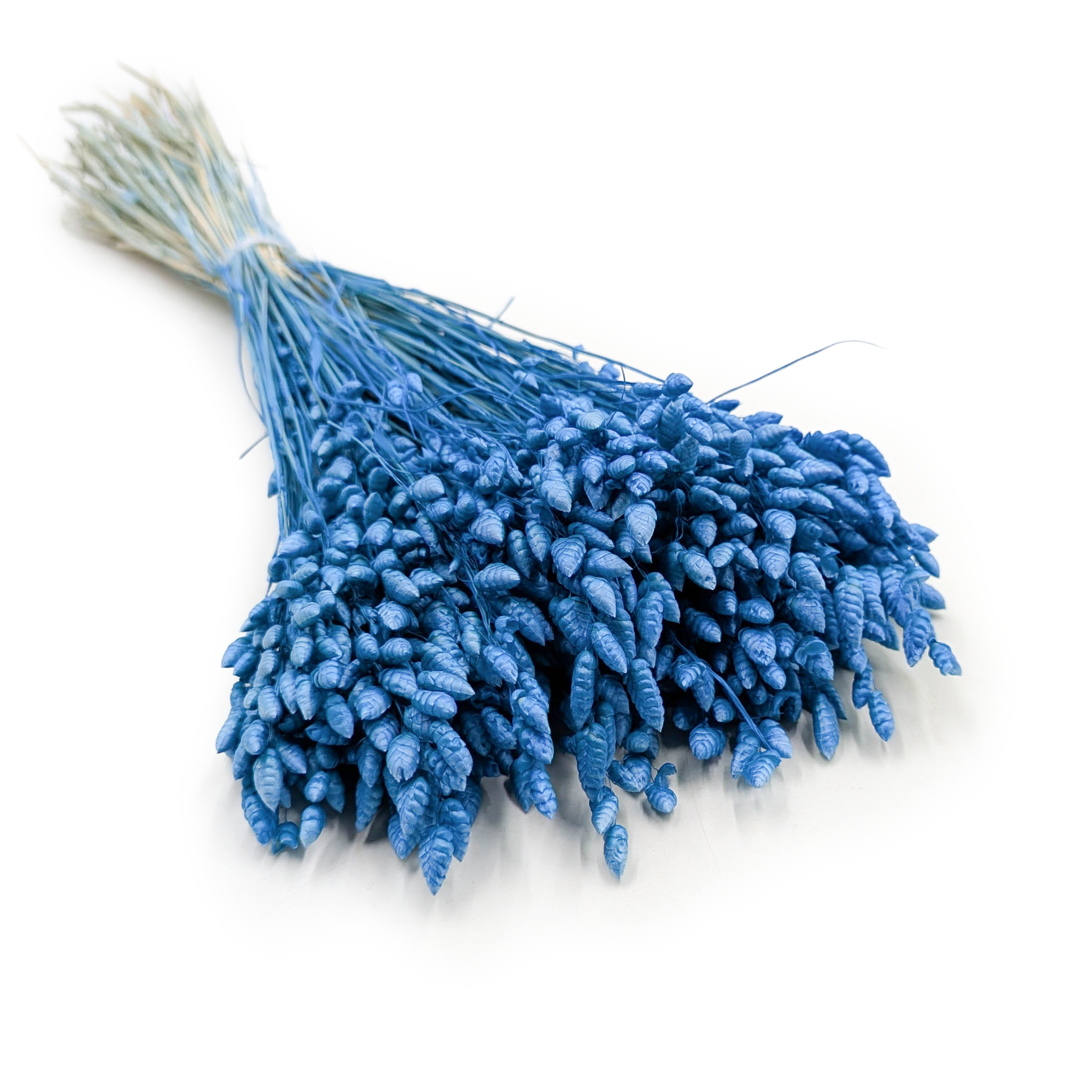 Drżączka Suszona - (Briza Maxima) - Niebieska