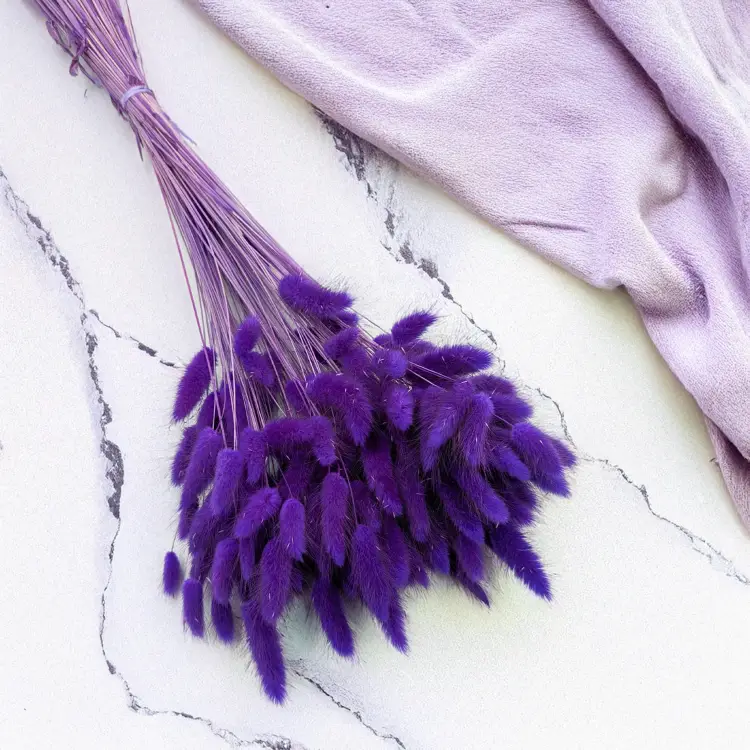 Lagurus fioletowy 1.png