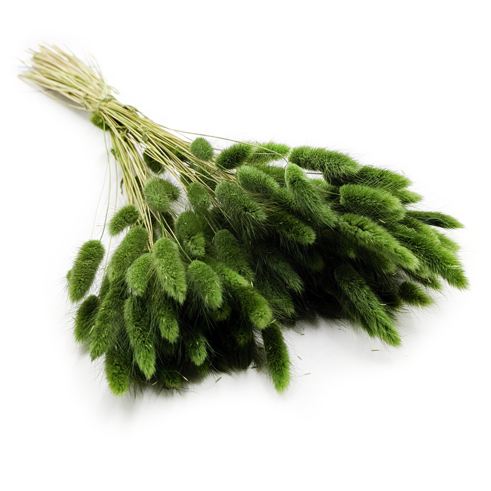 Suszony Lagurus - Dmuszek jajowaty - ciemny zielony