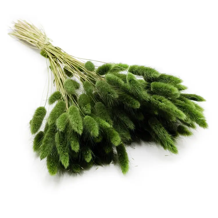 Lagurus Ciemno Zielony.png