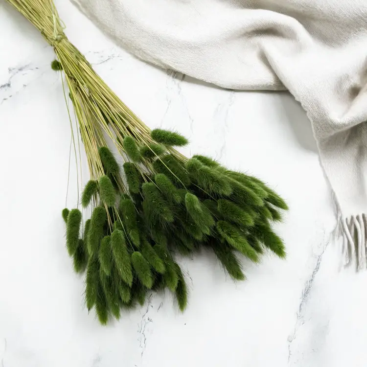 Lagurus ciemna zieleń 1.png