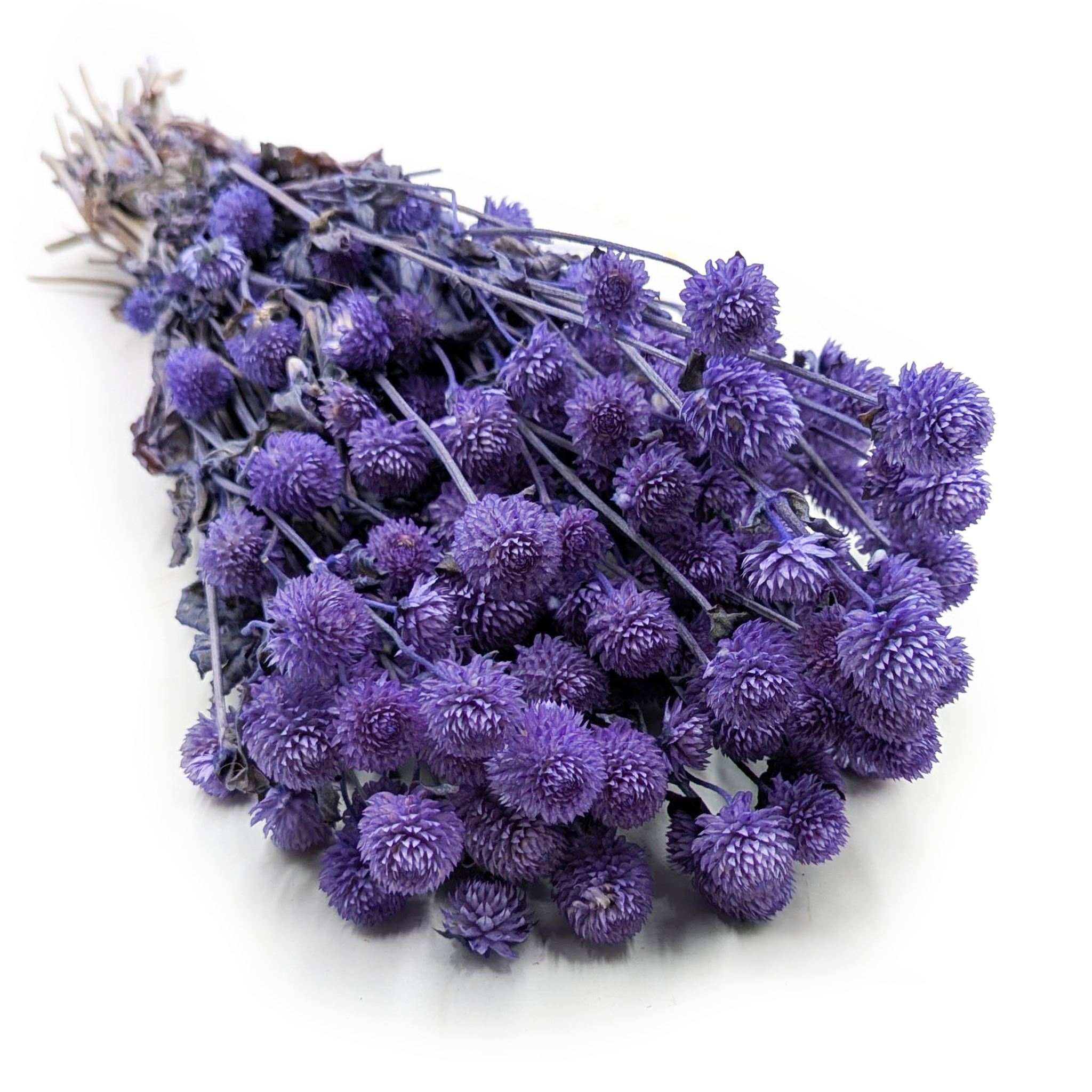 Gomfrena Kulista Suszona - (Wiecznik kulisty) - Lawendowa