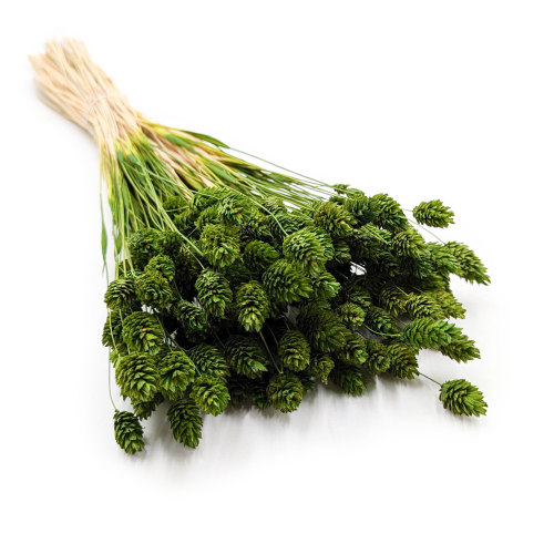 Kanar Phalaris oliwkowy.png