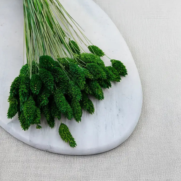 Kanar butelkowy 1.png