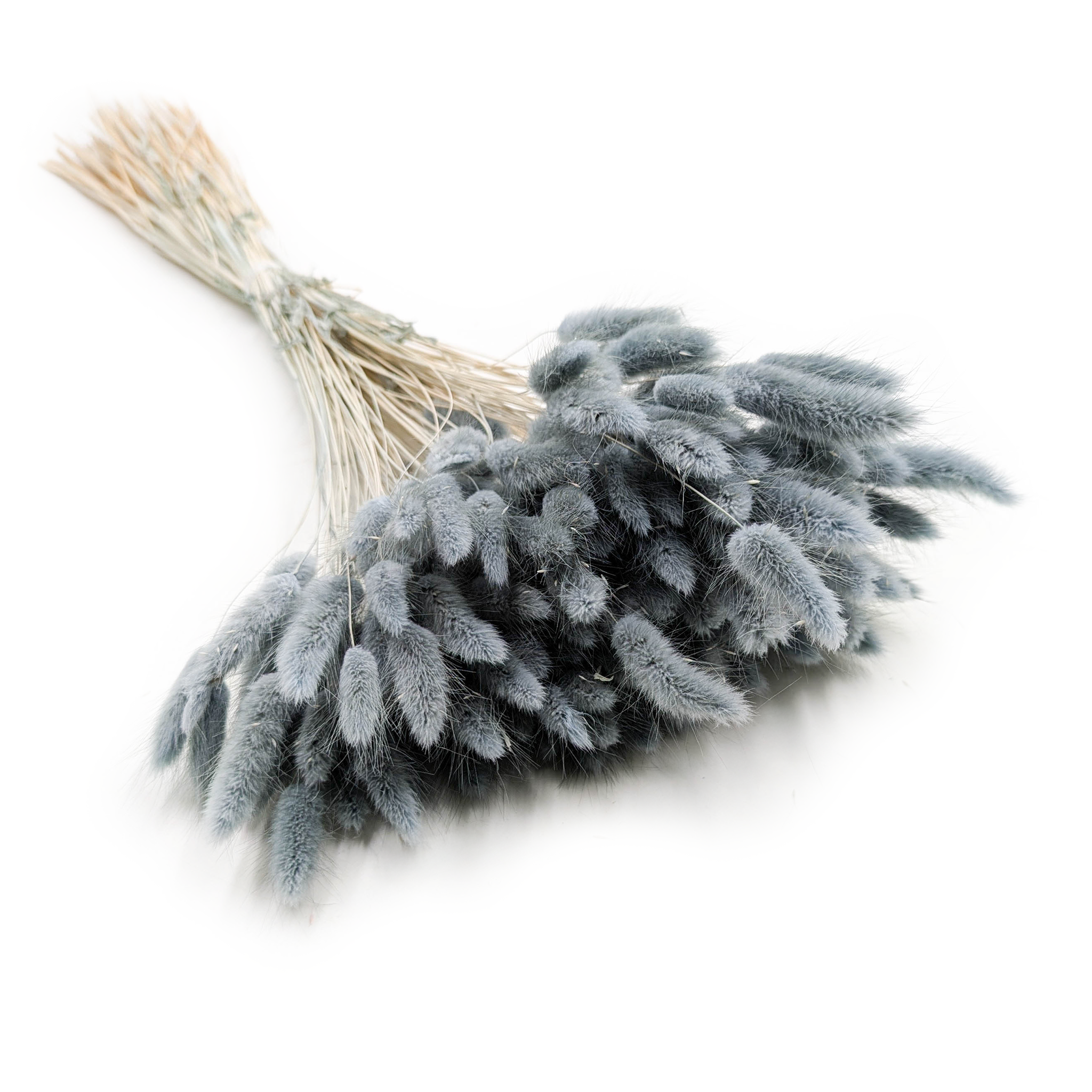 Suszony Lagurus - Dmuszek jajowaty - szary perłowy