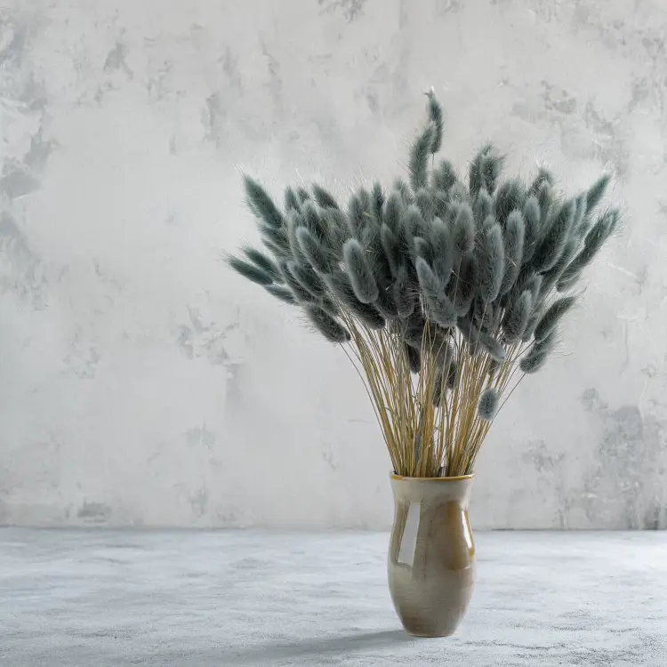 Lagurus szary perłowy 3.png