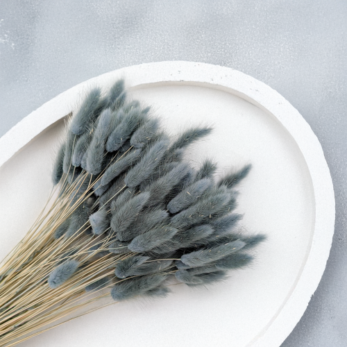 Lagurus szary perłowy 2.png