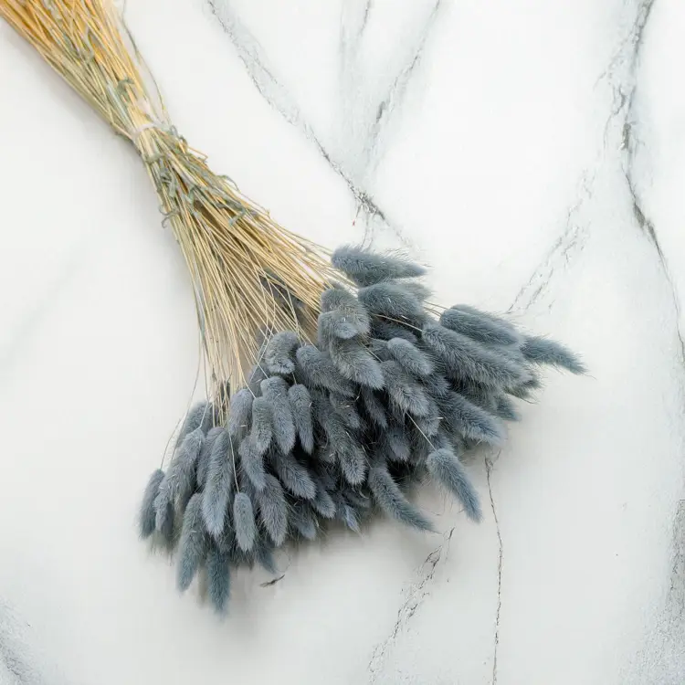 Lagurus szary perłowy 1.png