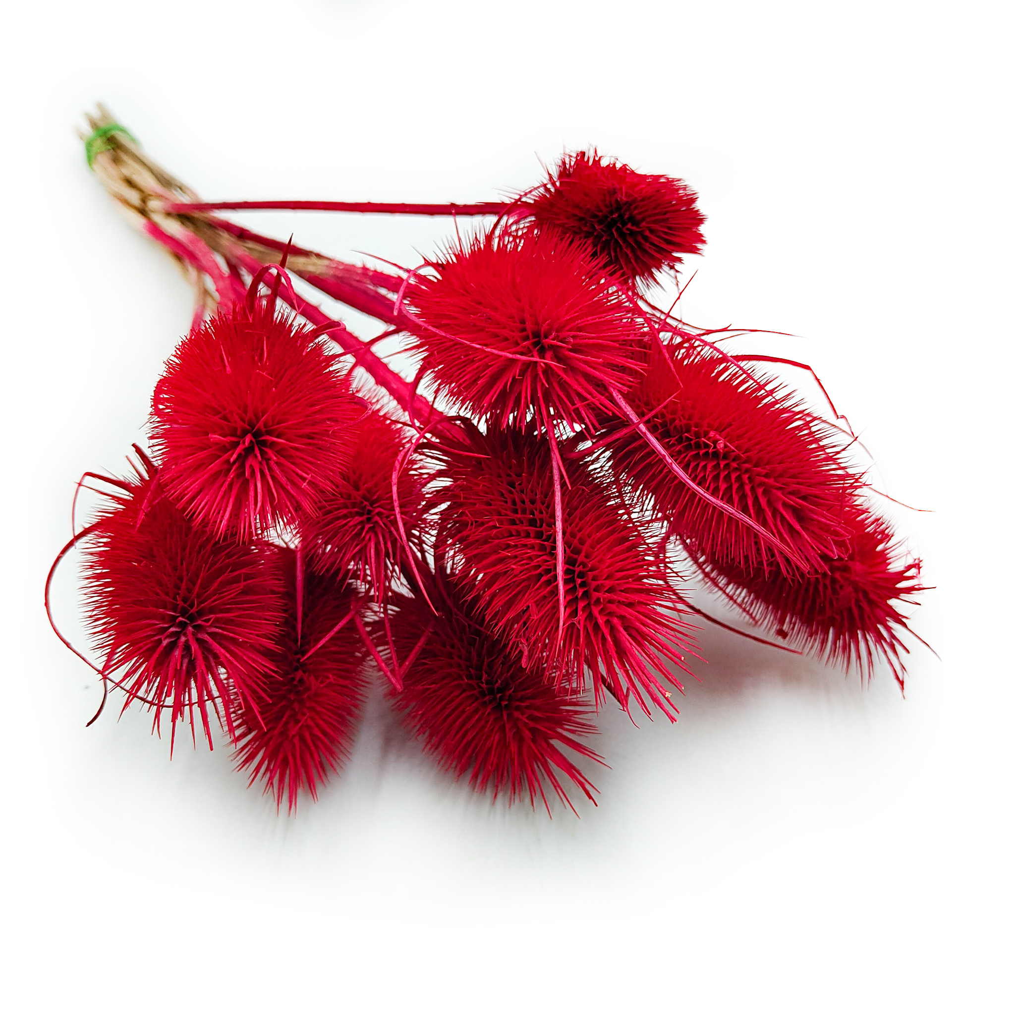 Oset Suszony - (Szczeć) - Czerwony