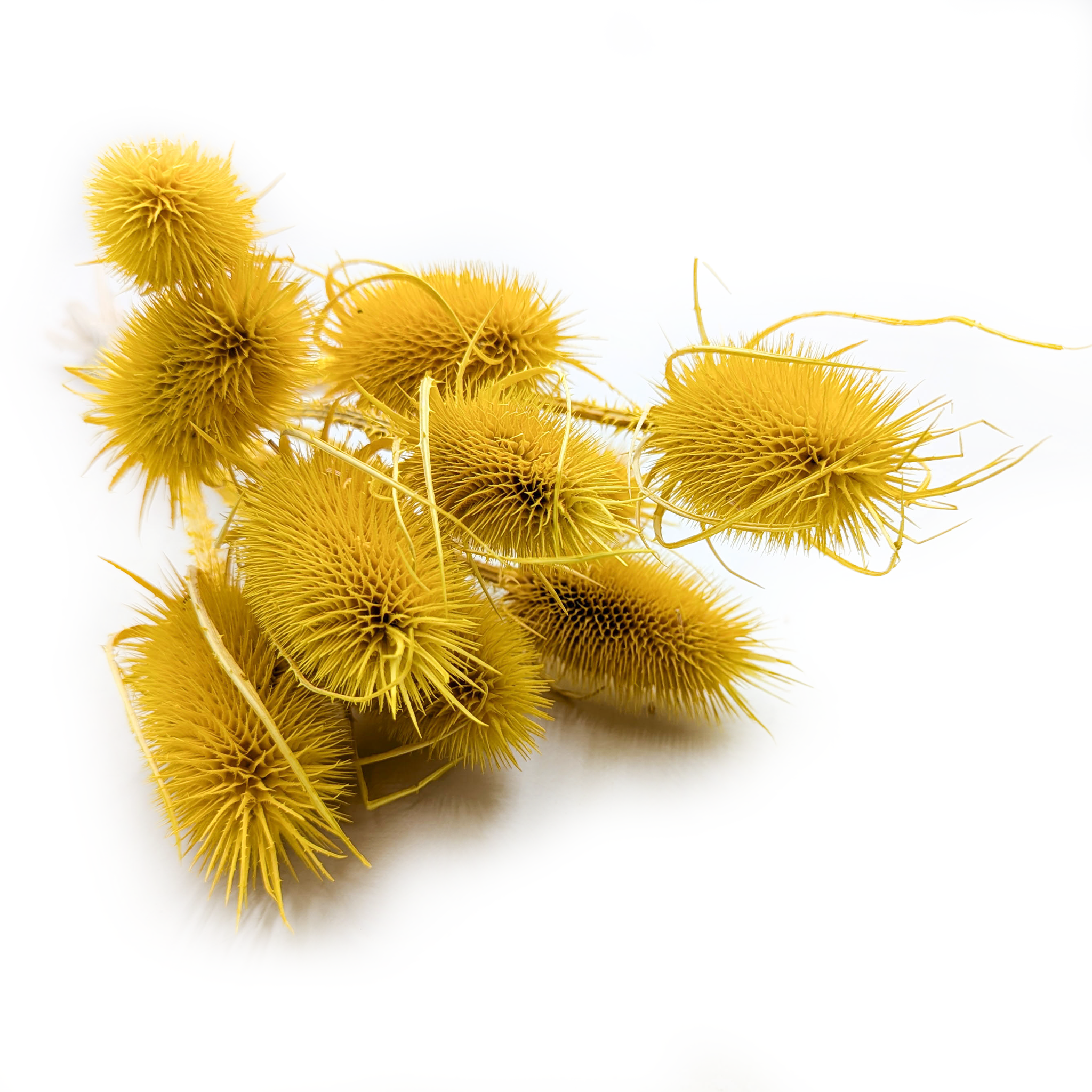 Oset Suszony - (Szczeć) - Żółty