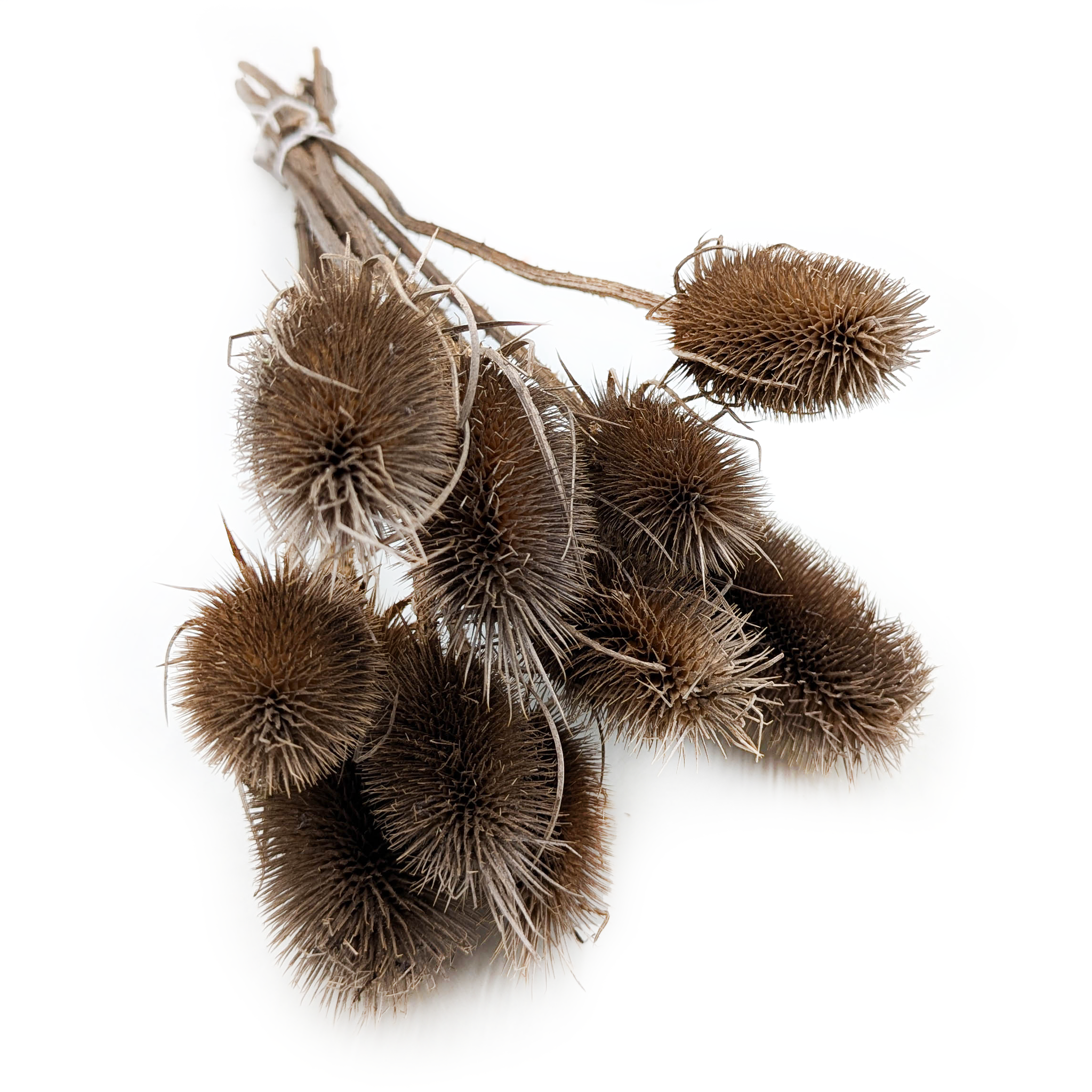 Oset Suszony - (Szczeć) - Brązowy