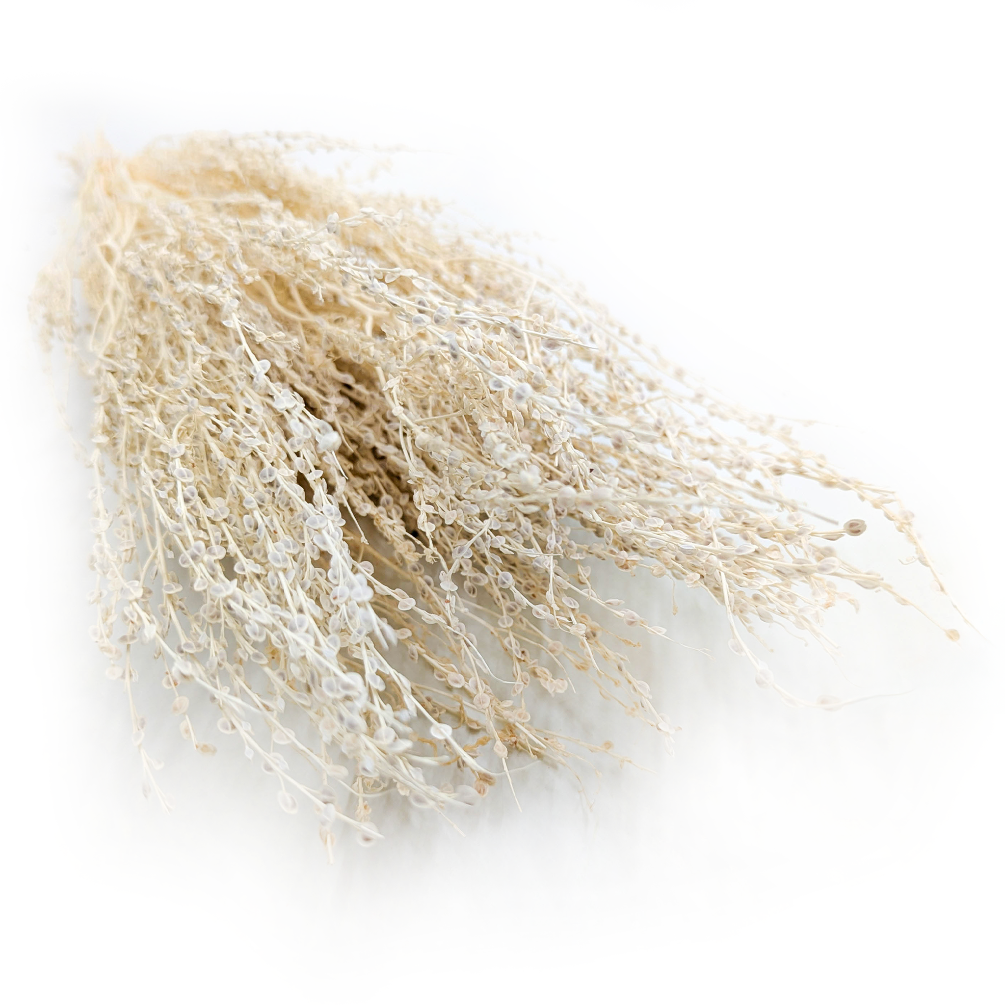 Lepidium (Lepidium sativum) - Bielone