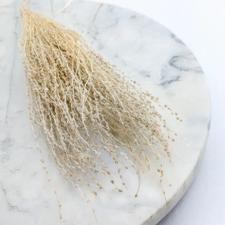 Lepidium Bielone Suszone 3.png