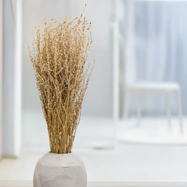 Lepidium Naturalne Suszone.png