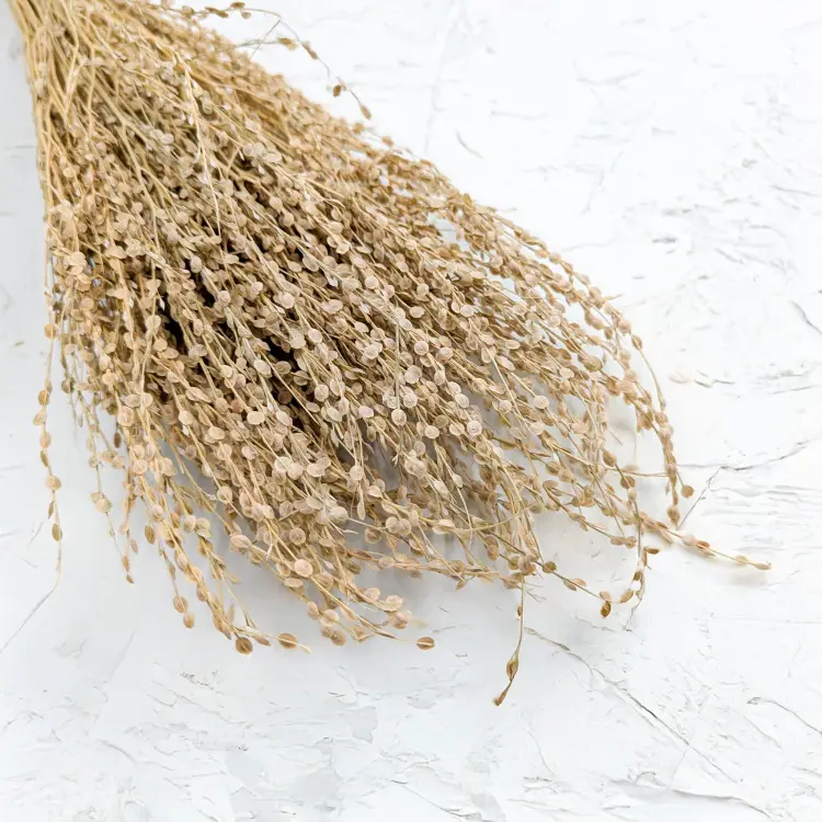 Lepidium Naturalne Suszone 6 (1).png