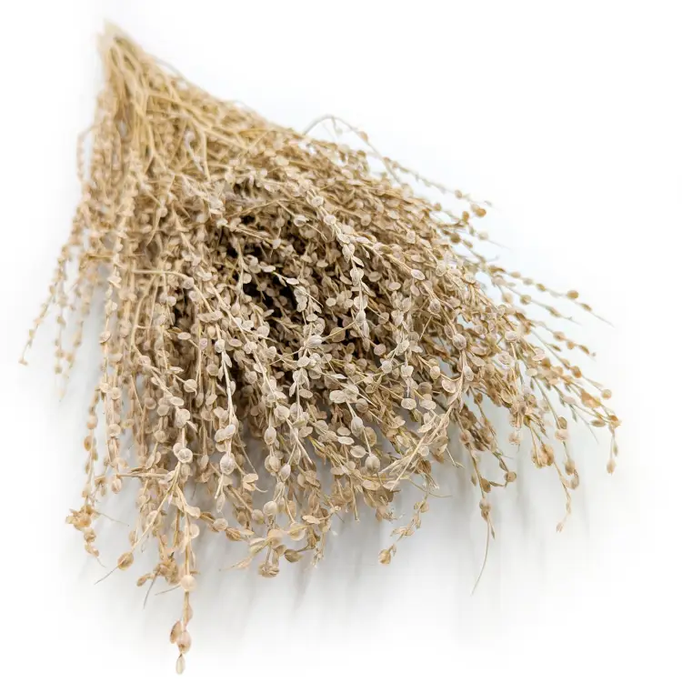 Lepidium Naturalne Suszone 5.png