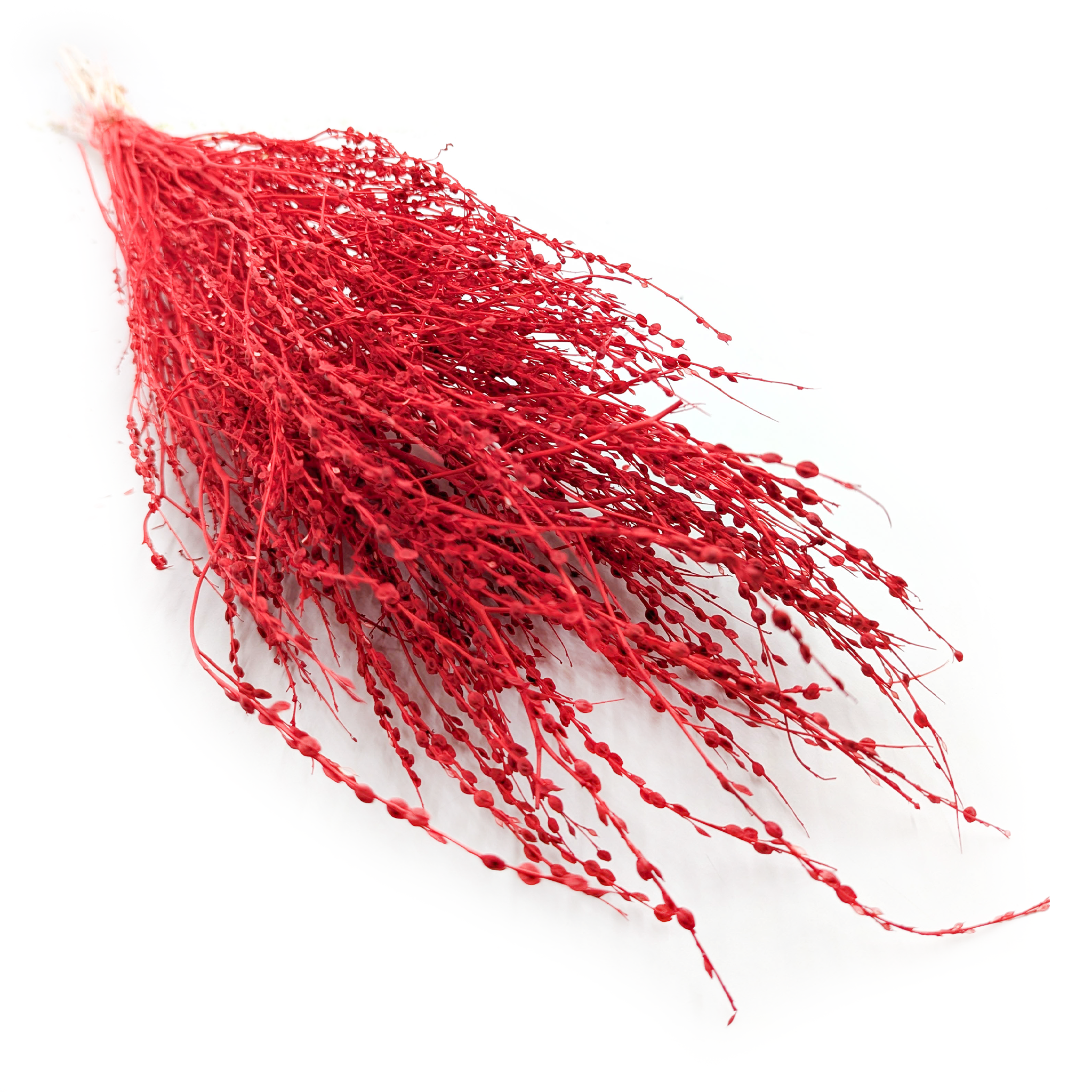 Lepidium (Lepidium sativum) - Czerwone