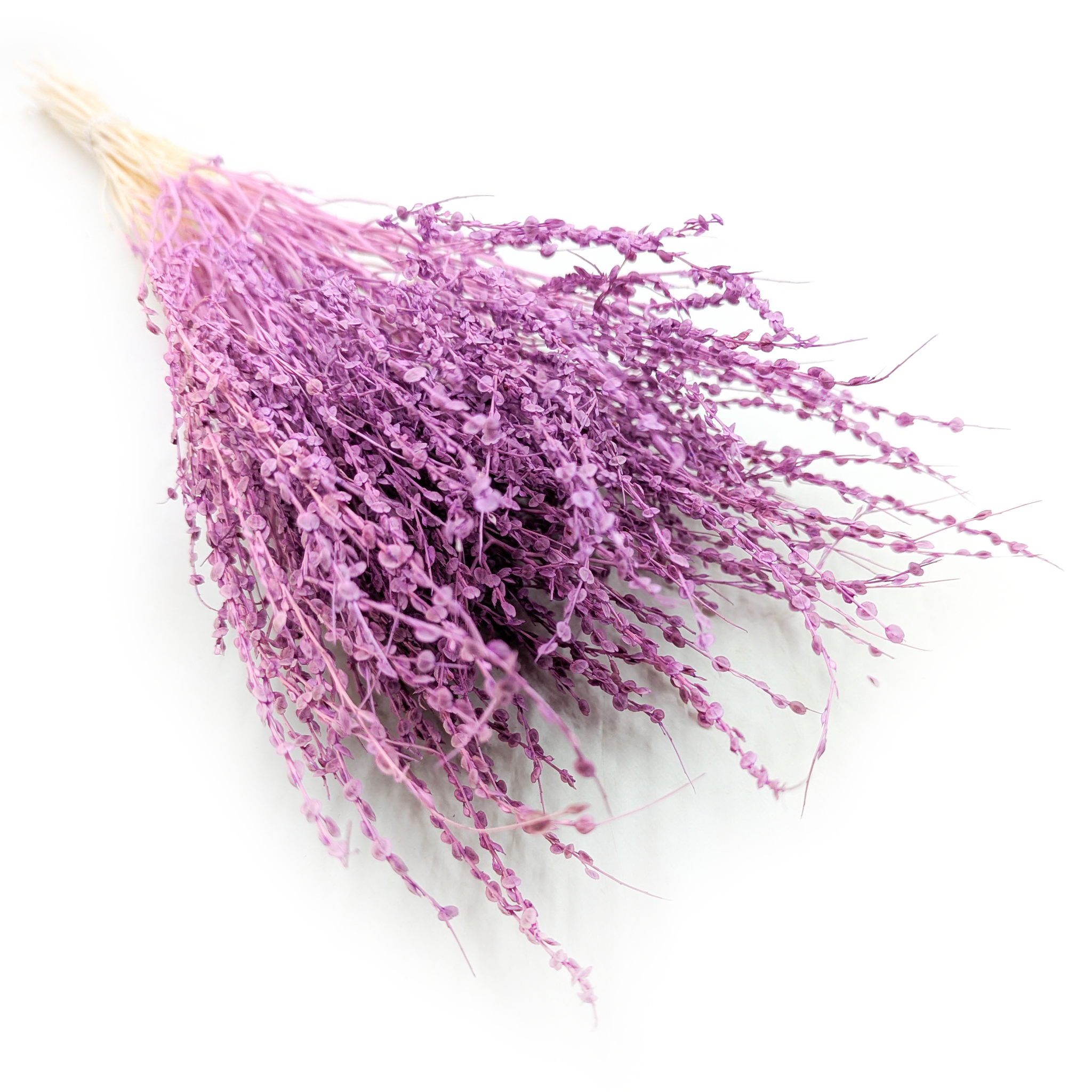 Lepidium (Lepidium sativum) - Fioletowe