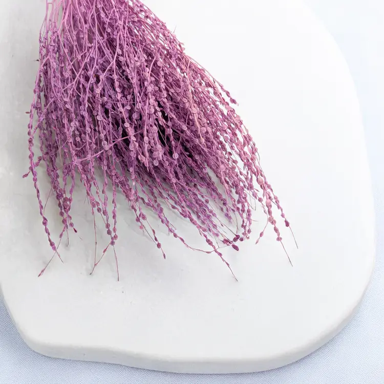 Lepidium Fioletowe Suszone 2.png