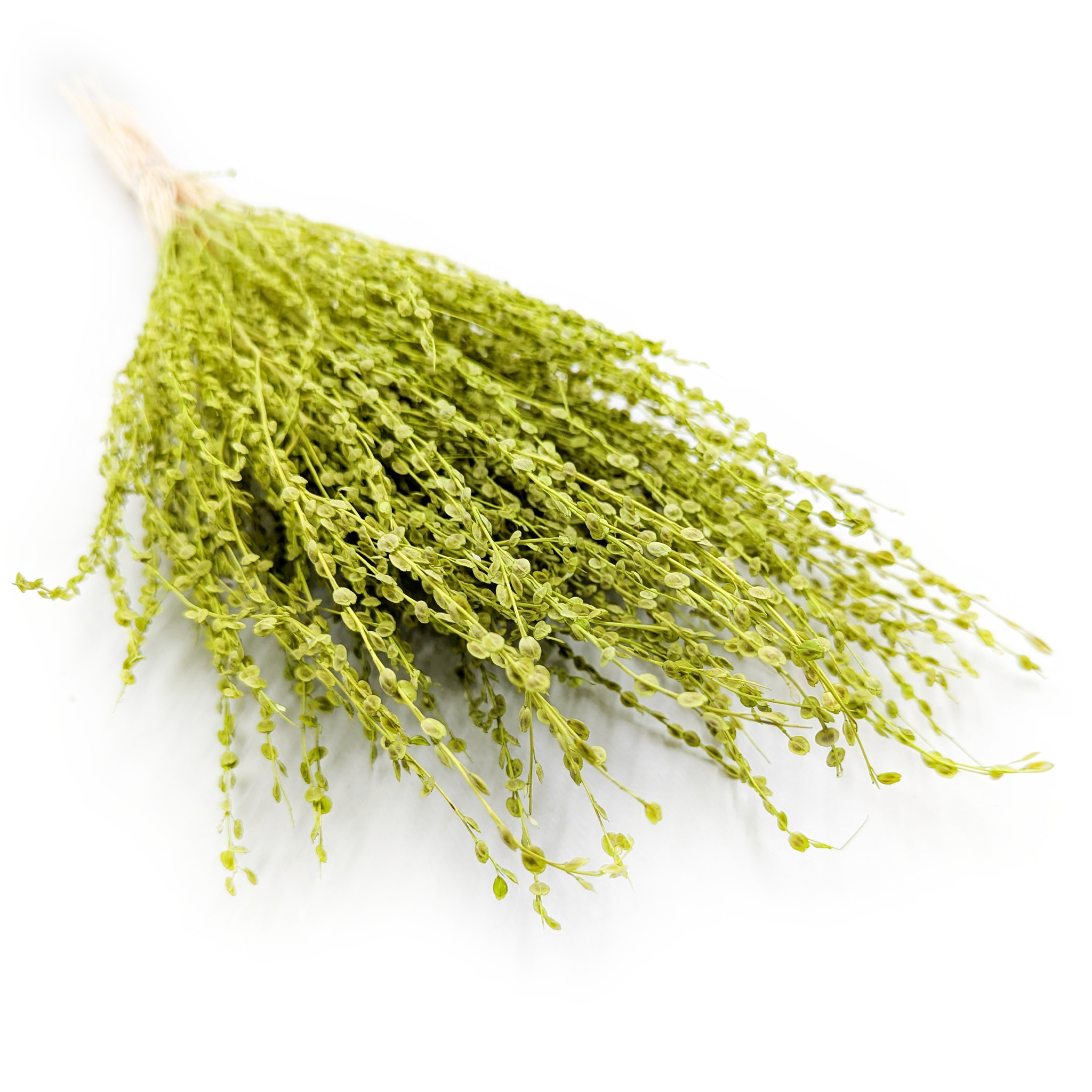 Lepidium (Lepidium sativum) - Zielone