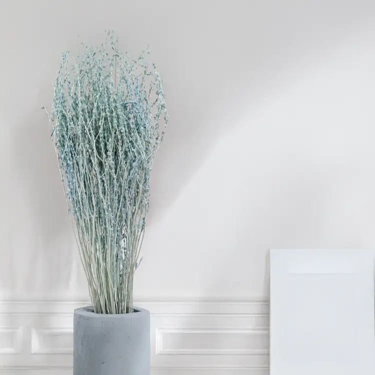 Lepidium miętowe suszone.png