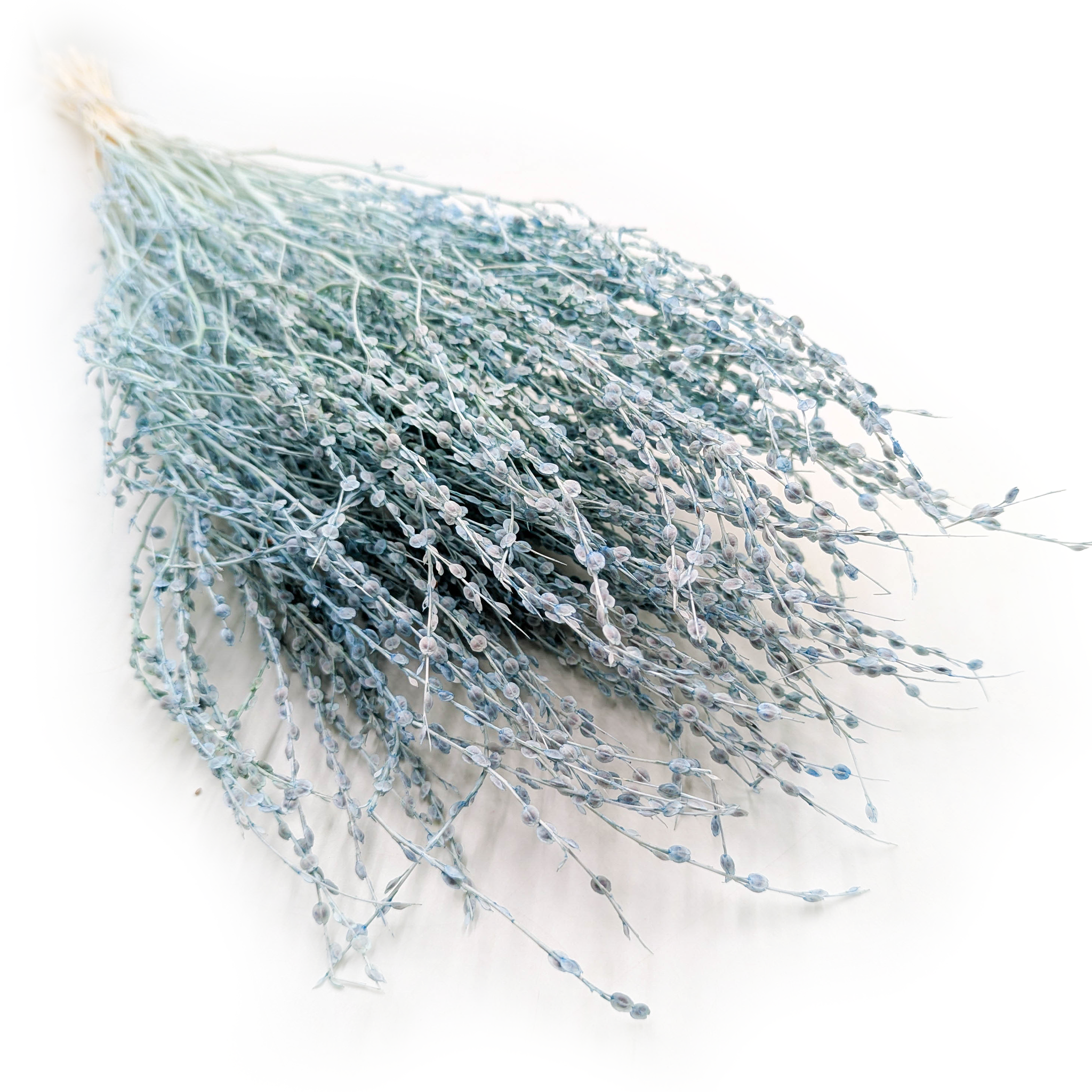 Lepidium (Lepidium sativum) - Miętowe