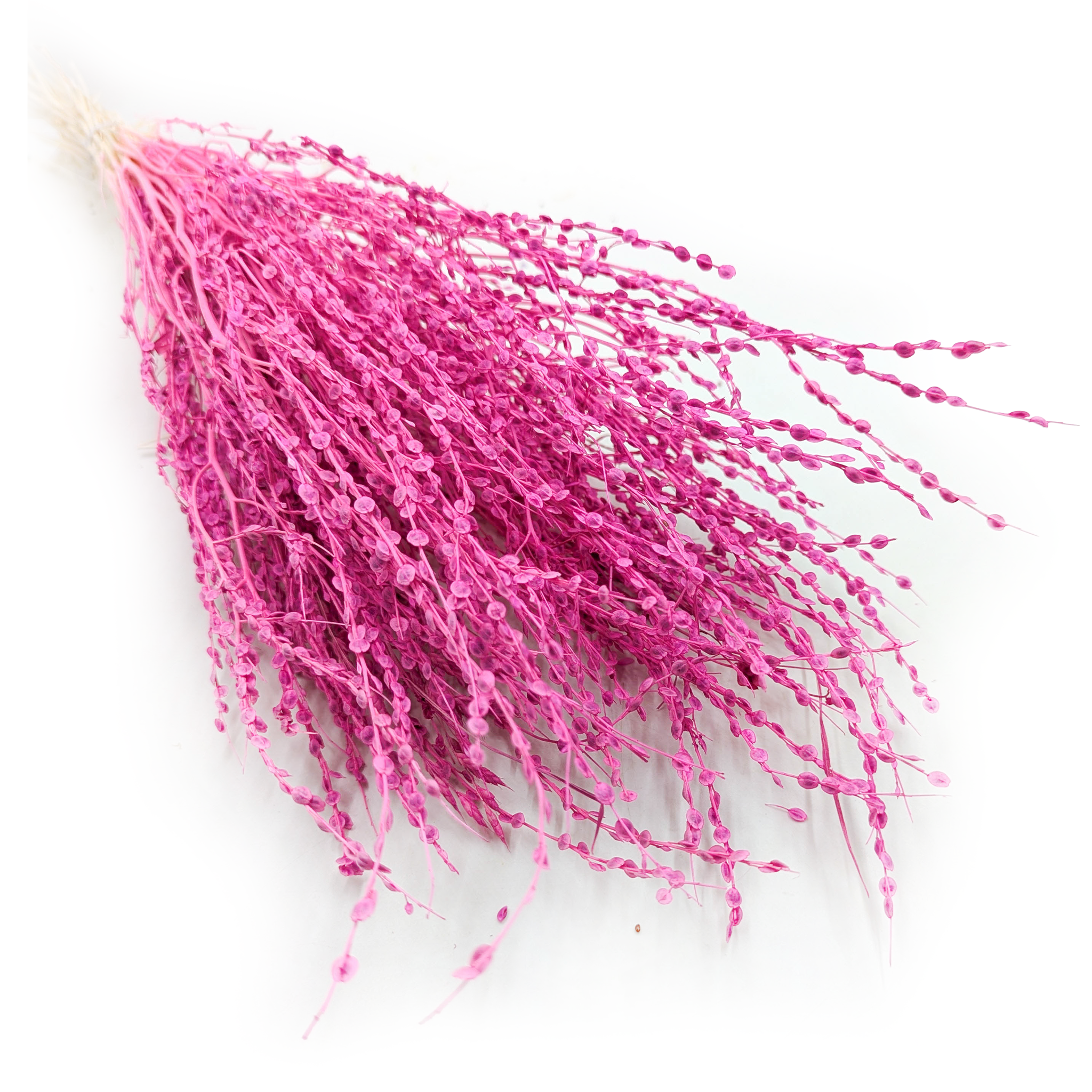 Lepidium (Lepidium sativum) - Fuksja