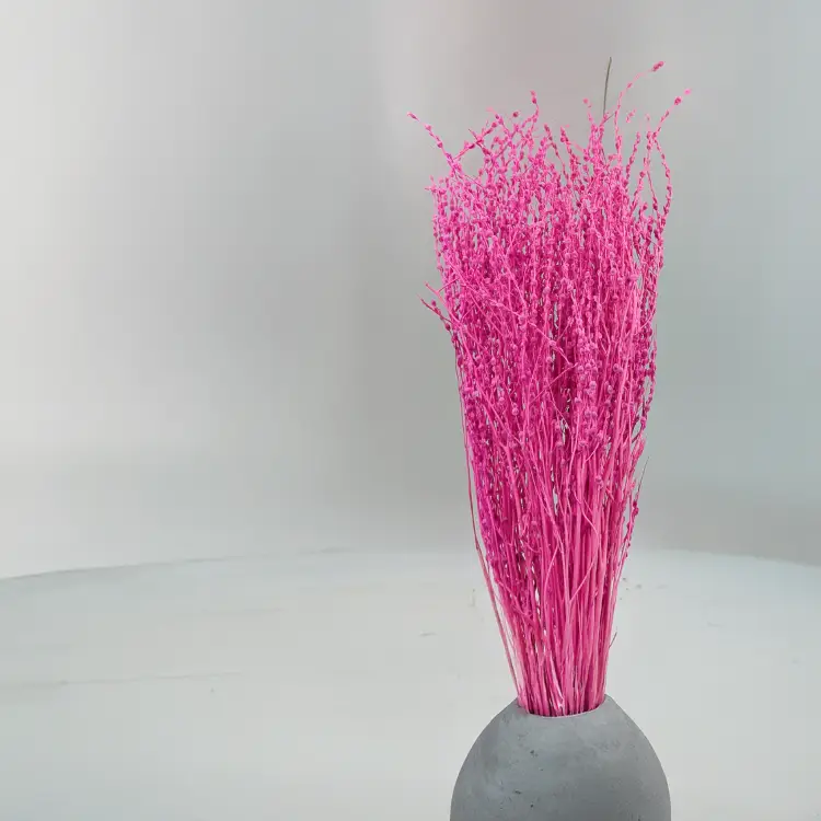 Lepidium Fuksja Suszone 1.png