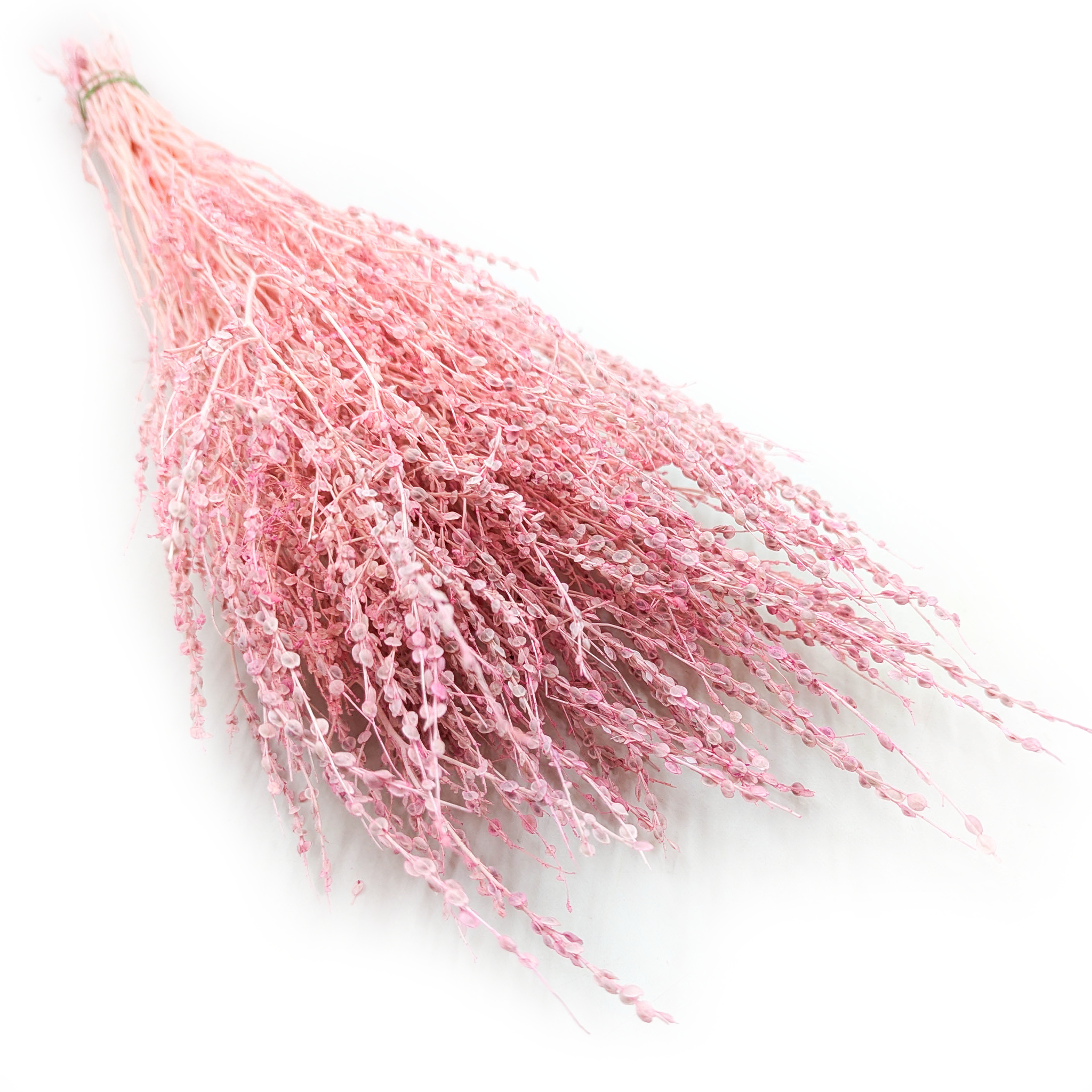 Lepidium (Lepidium sativum) - Różowe