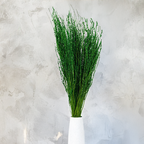 Lepidium Butelkowe Suszone.png