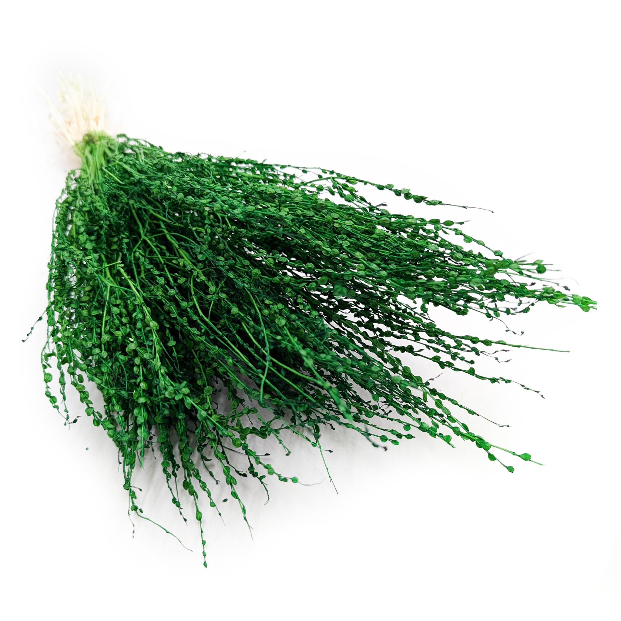 Lepidium (Lepidium sativum) - Butelkowy zielony